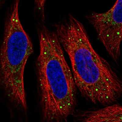 Immunocytochemistry/ Immunofluorescence: SMIM5 Antibody [NBP2-55832]