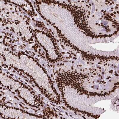 Immunohistochemistry-Paraffin: SMIM5 Antibody [NBP2-49650]