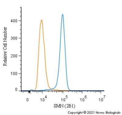Flow Cytometry: SMN Antibody (2B1) [NB100-1936]