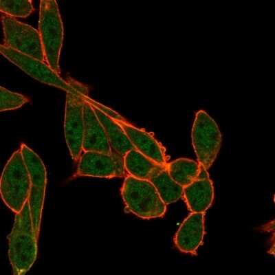 Immunocytochemistry/ Immunofluorescence: SMNDC1 Antibody (PCRP-SMNDC1-1A9) [NBP3-07233]