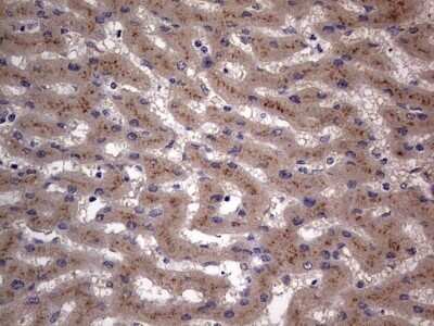 Immunohistochemistry: SMPD1 Antibody (OTI3H7) - Azide and BSA Free [NBP2-74240]
