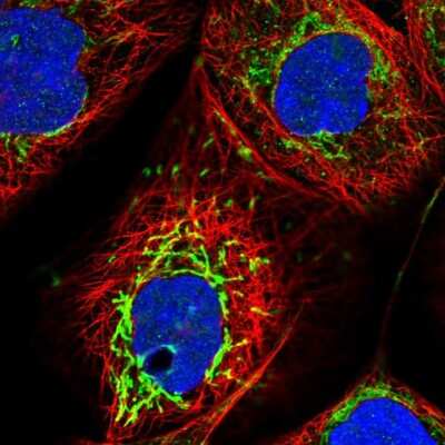 Immunocytochemistry/ Immunofluorescence: SMPDL3A Antibody [NBP1-88862]