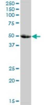 Western Blot: SMPDL3A Antibody [H00010924-B01P]