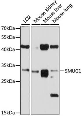 Western Blot: SMUG1 AntibodyBSA Free [NBP2-93272]