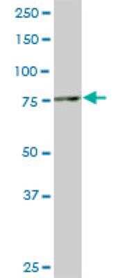 Western Blot: SMURF1 Antibody (1D7) [H00057154-M01]