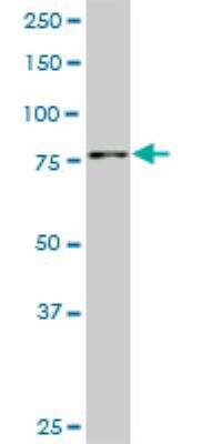 Western Blot: SMURF1 Antibody (1D7) [H00057154-M01]