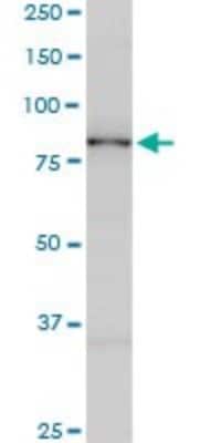 Western Blot: SMURF1 Antibody (1D7) [H00057154-M01]