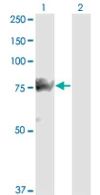 Western Blot: SMURF1 Antibody (1D7) [H00057154-M01]