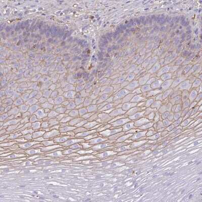 Immunohistochemistry-Paraffin: SMYD5 Antibody [NBP2-38598]