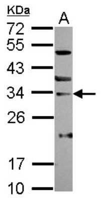 Western Blot: SNAI3 Antibody [NBP2-20433]