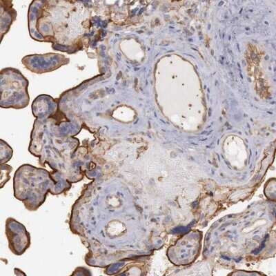 Immunohistochemistry-Paraffin: SNAP23 Antibody [NBP1-83162]