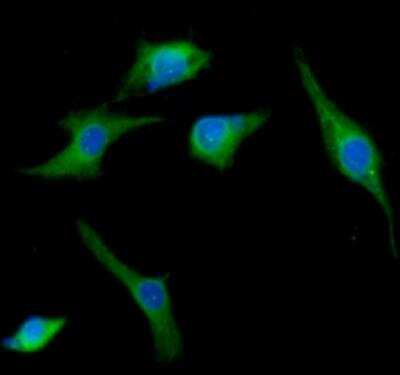 Immunocytochemistry/ Immunofluorescence: SNAP25 Antibody (4E11) - BSA Free [NBP1-04344]