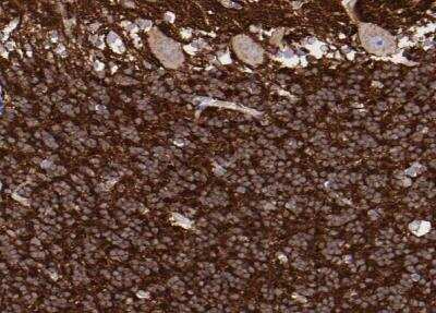 Immunohistochemistry-Paraffin: SNAP25 Antibody [NBP1-88769]