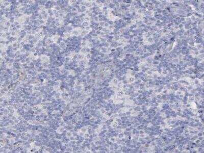 Immunohistochemistry-Paraffin: SNAP25 Antibody [NBP1-88769]