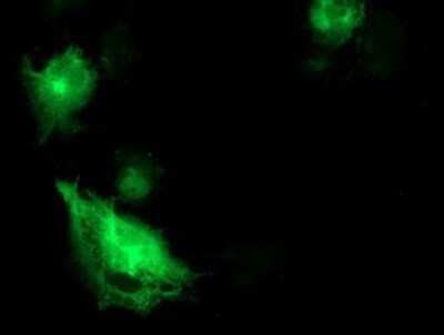 Immunocytochemistry/ Immunofluorescence: SNAP25 Antibody (OTI4G5) - Azide and BSA Free [NBP2-74245]