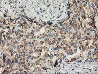 Immunohistochemistry: SNAP25 Antibody (OTI4G5) - Azide and BSA Free [NBP2-74245]
