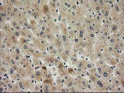 Immunohistochemistry: SNAP25 Antibody (OTI4G5) - Azide and BSA Free [NBP2-74245]