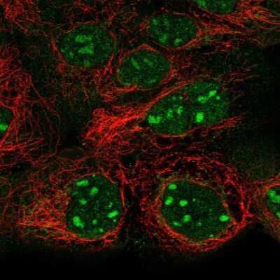 Immunocytochemistry/ Immunofluorescence: SNAP43 Antibody [NBP2-68935]