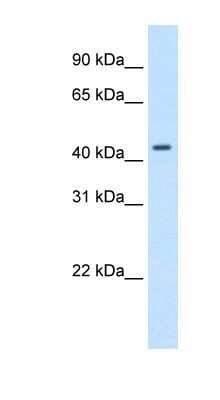 Western Blot: SNAP43 Antibody [NBP1-80296]