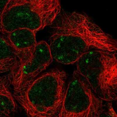Immunocytochemistry/ Immunofluorescence: SNAP45 Antibody [NBP2-55746]