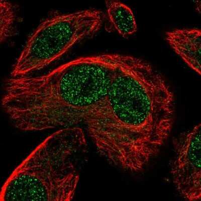Immunocytochemistry/ Immunofluorescence: SNAPC3 Antibody [NBP2-57713]