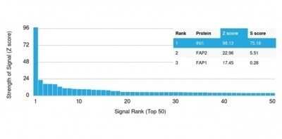 Protein Array: SNF5 Antibody (SMARCB1/3984) [NBP3-13774]