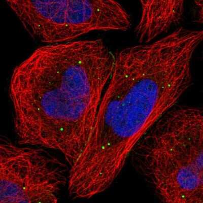 Immunocytochemistry/ Immunofluorescence: SNRK Antibody [NBP1-83668]