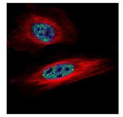 Immunocytochemistry/ Immunofluorescence: SNRPB Antibody [NBP1-32174]