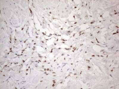 Immunohistochemistry: SNRPB2 Antibody (OTI2A5) - Azide and BSA Free [NBP2-74260]