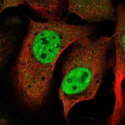 Immunocytochemistry/ Immunofluorescence: SNRPD3 Antibody [NBP1-80735]