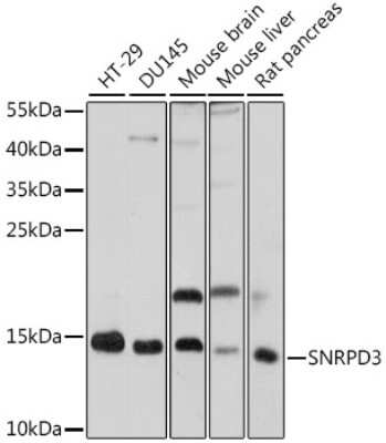 Western Blot: SNRPD3 AntibodyAzide and BSA Free [NBP2-93704]