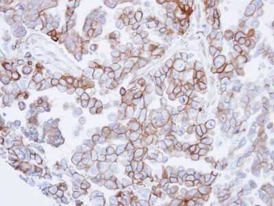 Immunohistochemistry-Paraffin: SNTB2 Antibody [NBP1-33009]