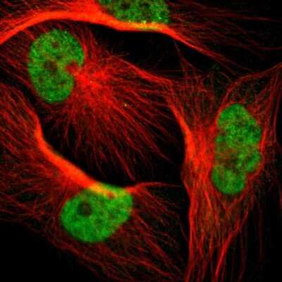Immunocytochemistry/ Immunofluorescence: SNW1 Antibody [NBP1-88523]
