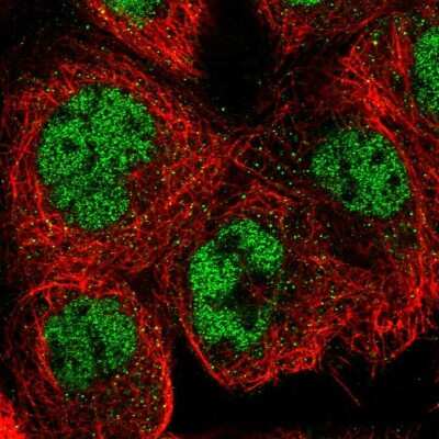 Immunocytochemistry/ Immunofluorescence: SNW1 Antibody [NBP1-88524]