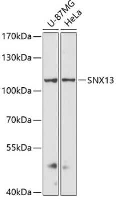 Western Blot: SNX13 AntibodyAzide and BSA Free [NBP2-93194]