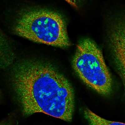 Immunocytochemistry/ Immunofluorescence: SNX15 Antibody [NBP1-85866]