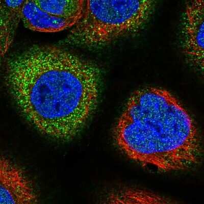 Immunocytochemistry/ Immunofluorescence: SNX18 Antibody [NBP1-82361]