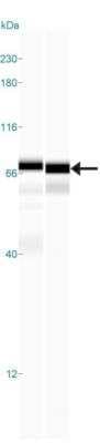 Simple Western: SNX27 AntibodyBSA Free [NBP1-45283]