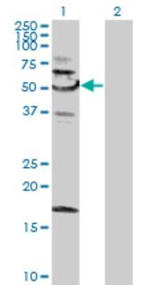 Western Blot: SNX4 Antibody [H00008723-B01P]