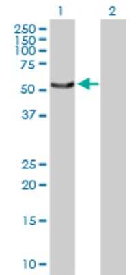 Western Blot: SNX4 Antibody [H00008723-D01P]