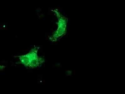 Immunofluorescence: SNX8 Antibody (OTI1A1) [NBP2-45896]