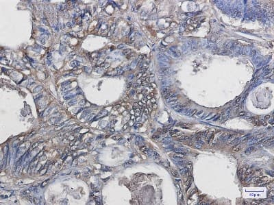 Immunohistochemistry-Paraffin: SOD1/Cu-Zn SOD Antibody (S07-1G6) [NBP3-14886]
