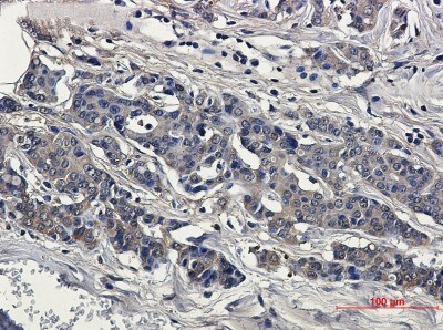 Immunohistochemistry-Paraffin: SOD1/Cu-Zn SOD Antibody (S08-5A5) [NBP3-20005]