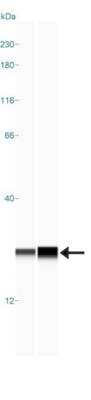 Simple Western: SOD1/Cu-Zn SOD Antibody [NBP1-90186]