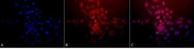 Immunocytochemistry/ Immunofluorescence: SOD2/Mn-SOD Antibody [NB100-1992]