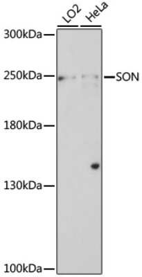Western Blot: SON AntibodyAzide and BSA Free [NBP2-95174]