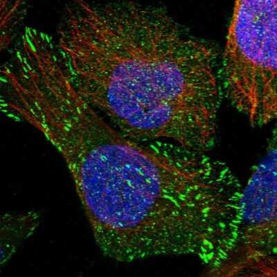 Immunocytochemistry/ Immunofluorescence: SORBS1 Antibody [NBP1-86641]
