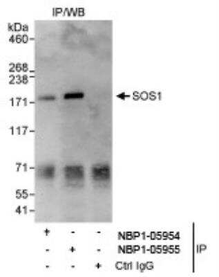 Immunoprecipitation: SOS1 Antibody [NBP1-05954]