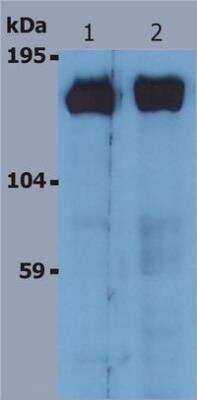 Western Blot: SOS1 Antibody (SOS-01)BSA Free [NB110-68800]