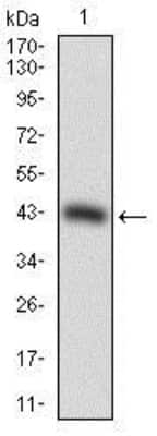 Western Blot: SOX10 Antibody (2E7B5)BSA Free [NBP2-37306]